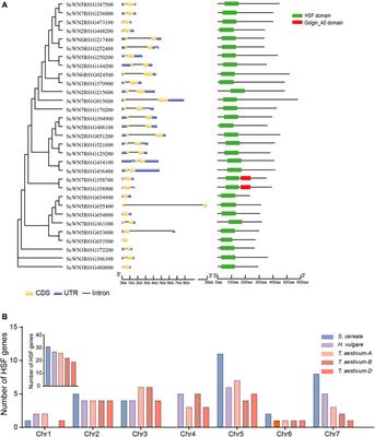 Comparative Analysis of HSF Genes From Secale cereale and its Triticeae Relatives Reveal Ancient and Recent Gene Expansions